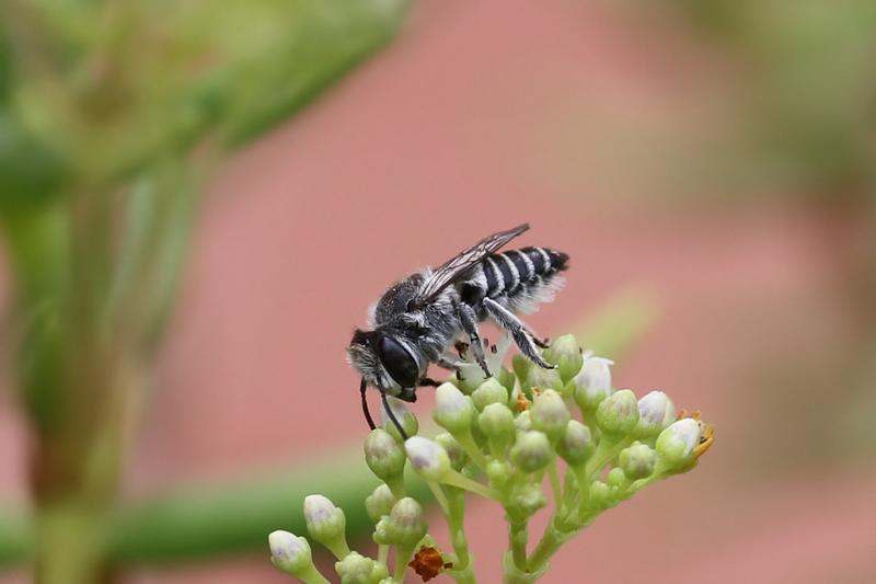 Apidae Megachilinae: Megachile sp., maschio e femmina